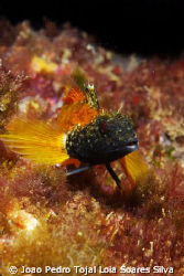 A Tripterygion delaisi territorial male. This shot was ta... by Joao Pedro Tojal Loia Soares Silva 